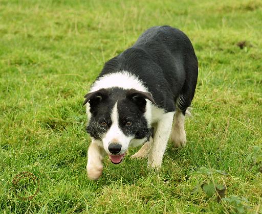 Border Collie 8M054D-05.JPG